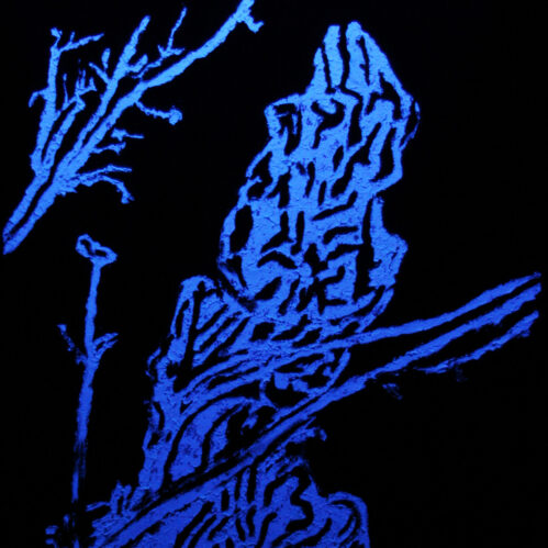 Imperfecta Belleza - José Luis Miralles