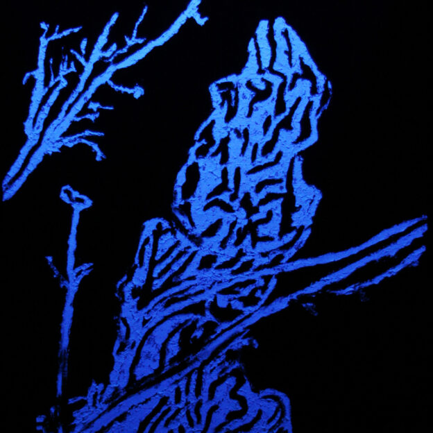 Imperfecta Belleza - José Luis Miralles