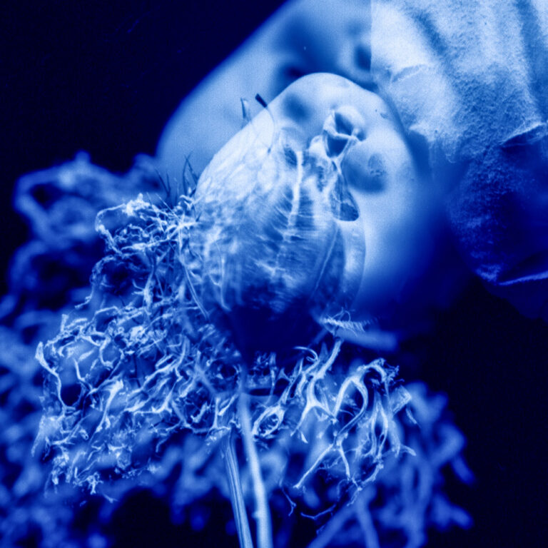 Sueños - José Luis Miralles