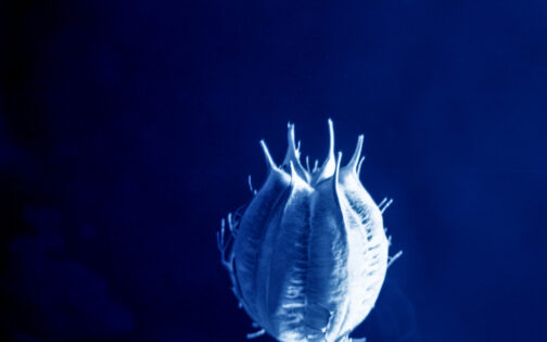 Sueños - José Luis Miralles