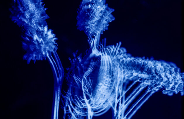 Sueños - José Luis Miralles