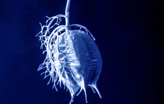 Sueños - José Luis Miralles