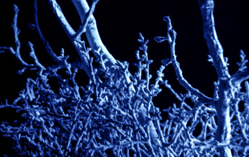 Sueños - José Luis Miralles