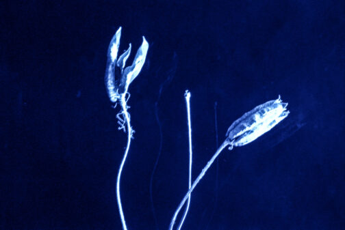 Sueños - José Luis Miralles