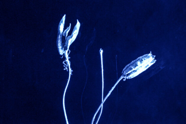 Sueños - José Luis Miralles